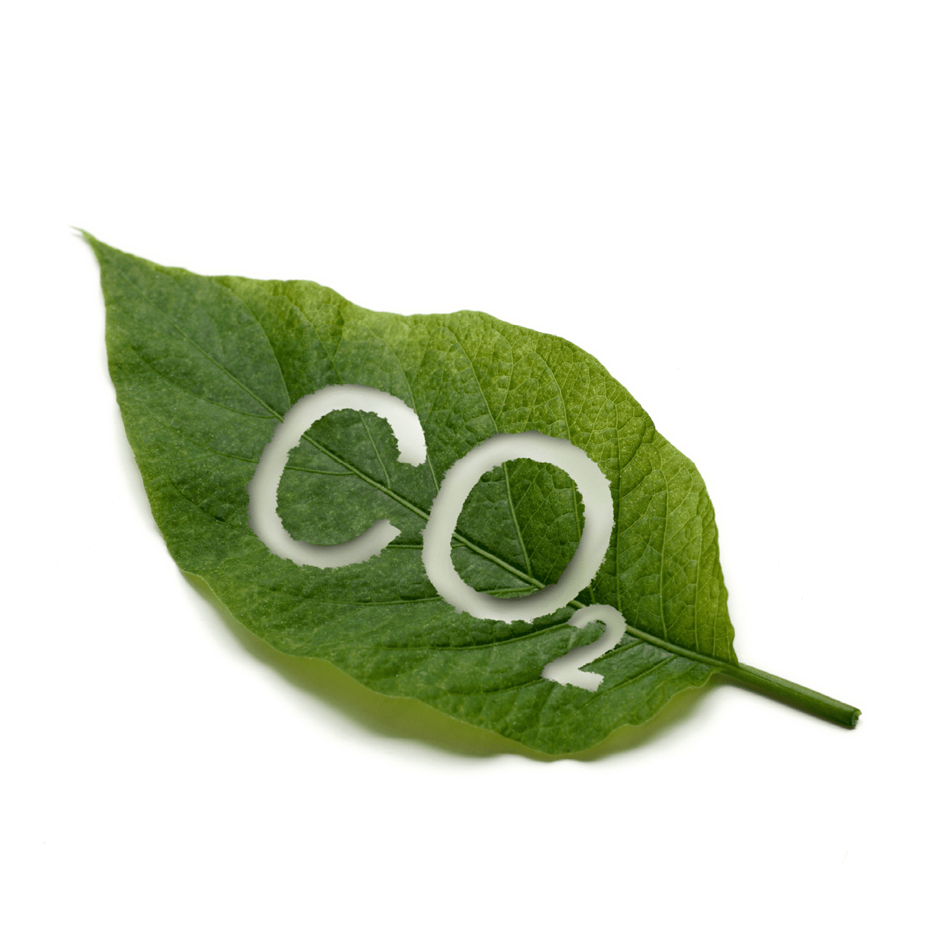 green leaf on white background, with CO2 for Carbon Dioxide cut out, illustrating the function of plants to process CO2