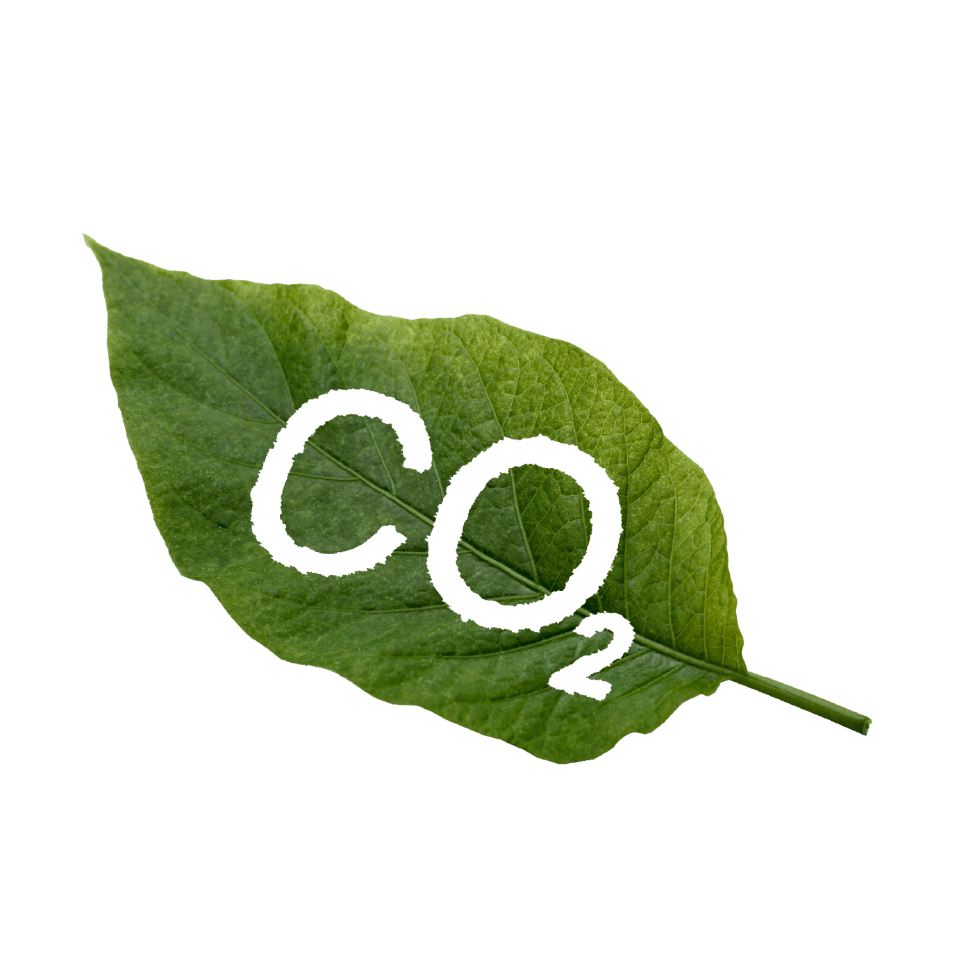 green leaf on white background, with CO2 for Carbon Dioxide cut out, illustrating the function of plants to process CO2